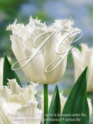botanic stock photo Tulipa Daytona