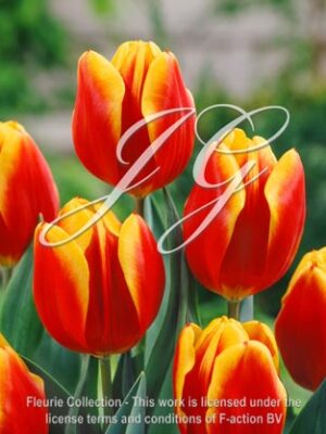 botanic stock photo Tulipa KN 97