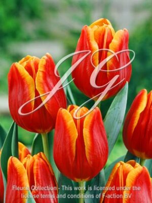 botanic stock photo Tulipa KN 120