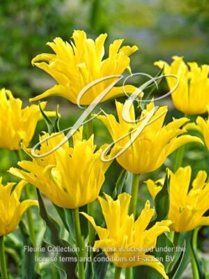 Yellow Spider