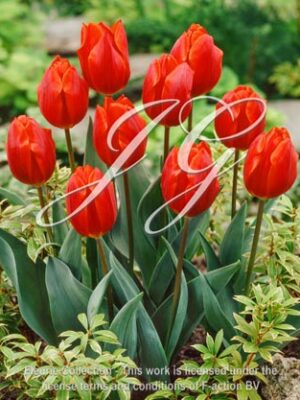 botanic stock photo Tulipa Cardinal
