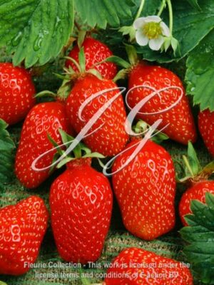 Ciflorette