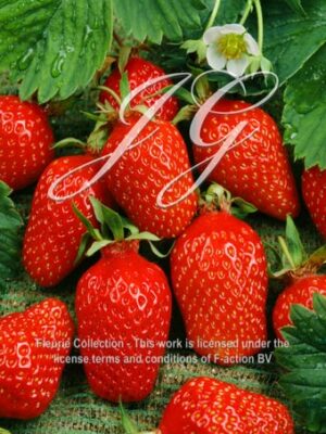 botanic stock photo Strawberry Ciflorette