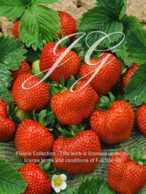botanic stock photo Strawberry Sonata