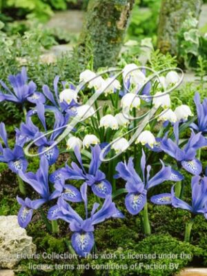 Vernum & Iris Lady beatrix stanley