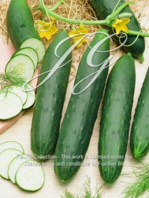 botanic stock photo Cucumber F1 Jazzer