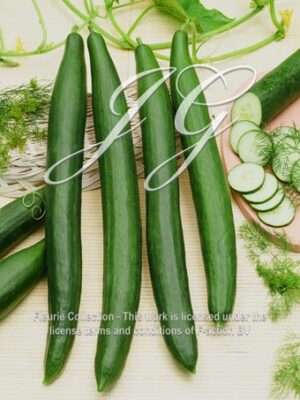 botanic stock photo Cucumber Telepathy
