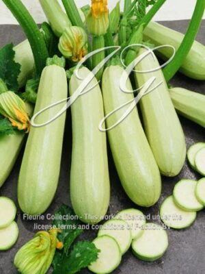 botanic stock photo Courgette F1 Kos