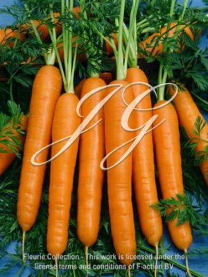 botanic stock photo Daucus carota De Nantes