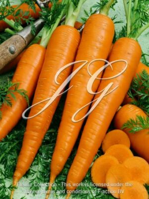botanic stock photo aucus carota F1 Kathmandu