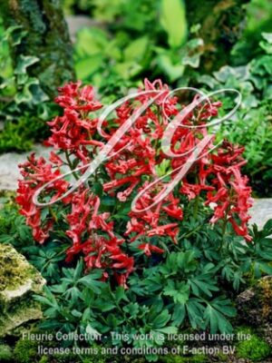 botanic stock photo Corydalis solida G.P.Parker
