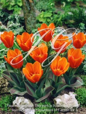 botanic stock photo Tulipa Early Harvest