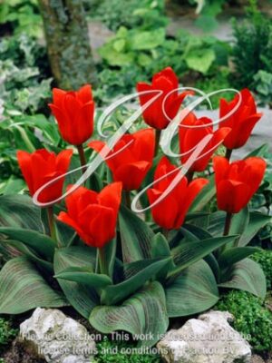 botanic stock photo Tulipa Showwinner