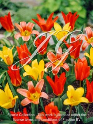 botanic stock photo Tulipa kaufmannia Mixed