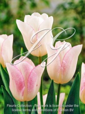 botanic stock photo Tulipa Julie's Wedding
