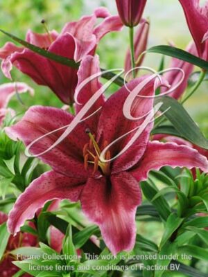 Sumatra