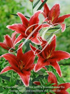 botanic stock photo Lilium Sumatr