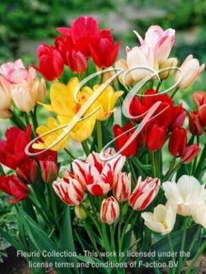 botanic stock photo Tulipa Candy Mixed
