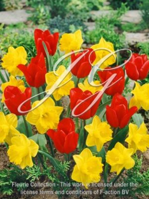 botanic stock photo Tulipa Sybilla & Narcissus Yellow River