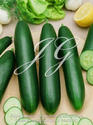 botanic stock photo Cucumber F1 La Diva