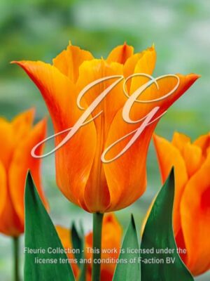 Ballade Orange