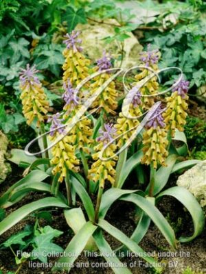 macrocarpum 'Golden Fragrance'
