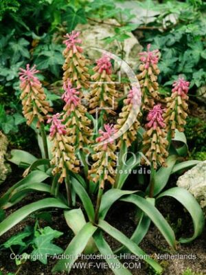 botanic stock photo Muscari Muscari