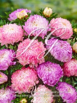 Duchesse Lila