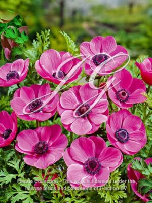coronaria Sylphide