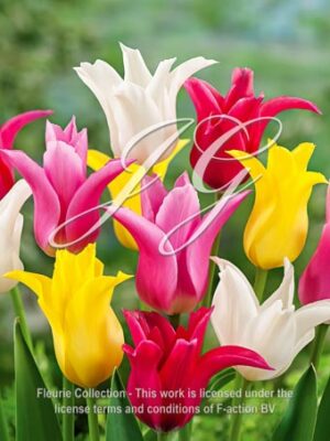 Lily Flowerd Mixed