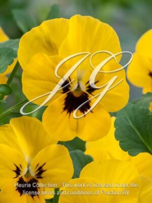 corina F1 Yellow with Blotch