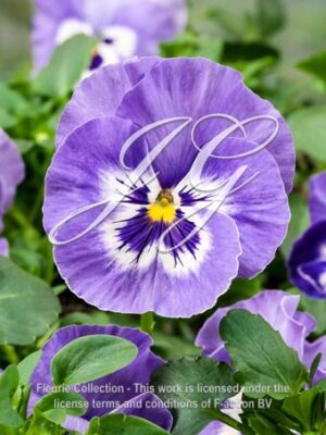 pansy F1 cello Marina