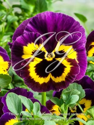 pansy F1 cello Yellow with Purple Wing Edge