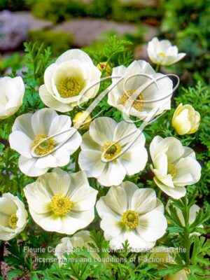 coronaria Bride