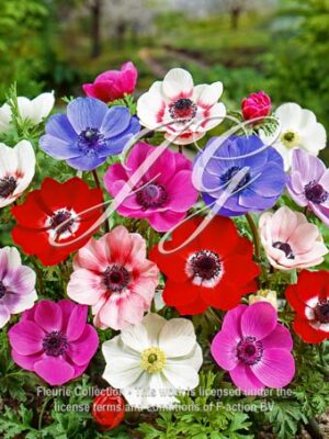 coronaria De Caen Mixed