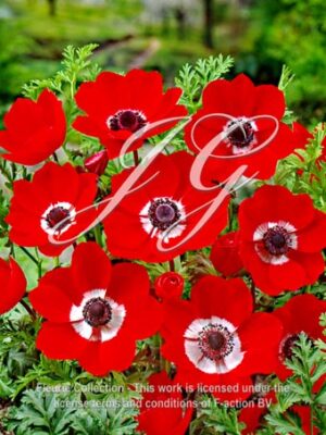 coronaria Hollandia