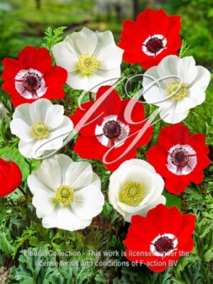 Coronaria single Hollandia