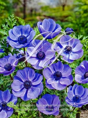 coronaria Mr Fokker