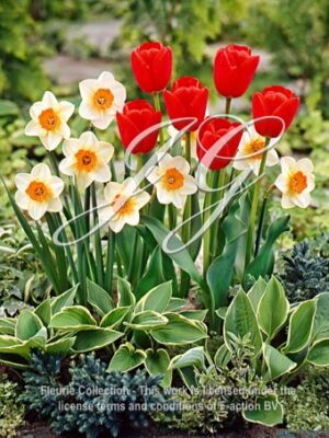 Spring Garden