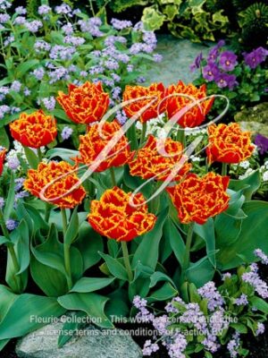 Fringed Beauty