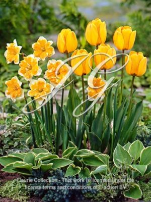 Spring Garden