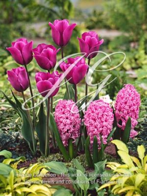 Spring Garden