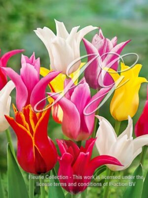 Lily Flowerd Mixed