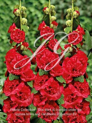 Chater's Double Red