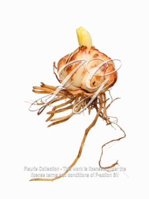 Tulipa Bulb