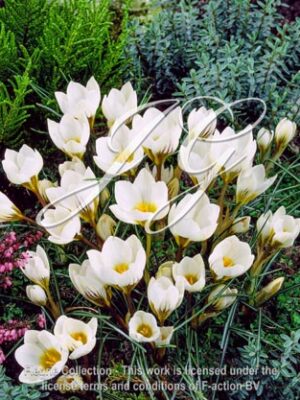 botanic stock photo Crocus chrysanthus Snowhunting