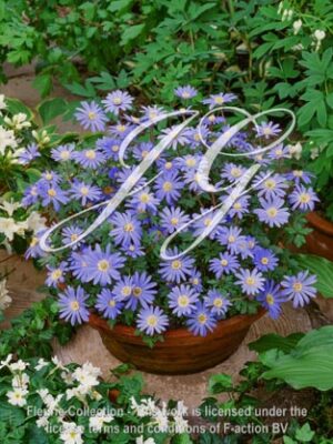 blanda Blue Star