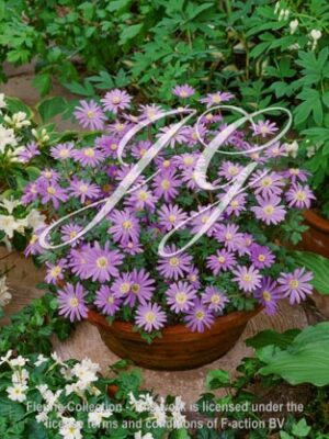 botanic stock photo Anemone Blue Star