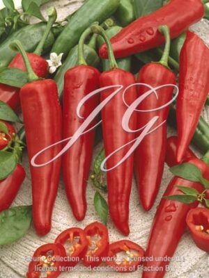 botanic stock photo Pepper Furilla