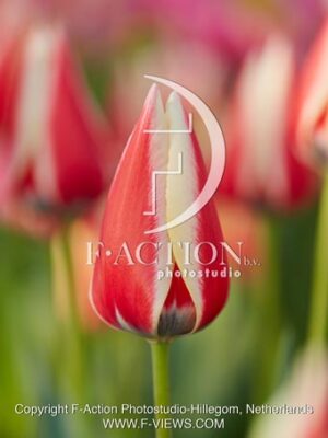 Spring Surprise